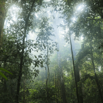 10 Facts About The Amazon Rainforest Image