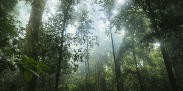10 Facts About The Amazon Rainforest Image