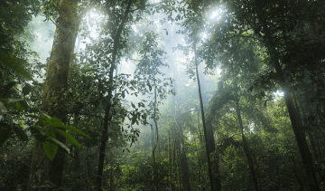 10 Facts About The Amazon Rainforest Image